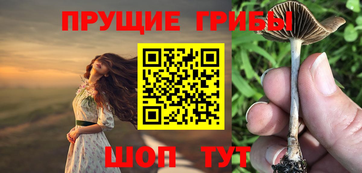 Псилоцибиновые грибы мицелий  Бор  Галлюциногенные грибы Cubensis 